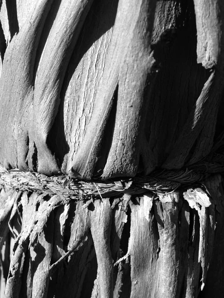 Deeply grooved tree bark bound by a band of rope, in hard sunlight