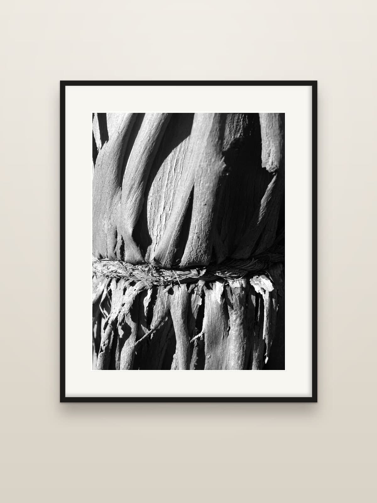Deeply grooved tree bark bound by a band of rope, in hard sunlight, shown as a framed print