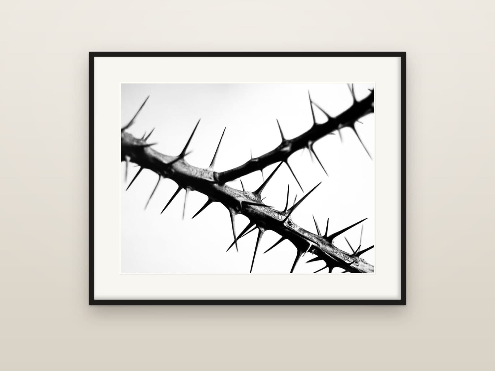 Black and white close-up of a thorny branch crossing a pale sky, shown as a framed print