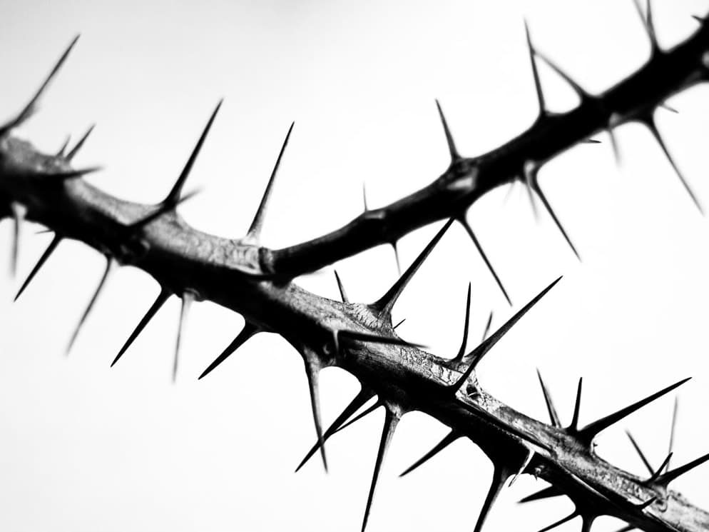 Black and white close-up of a thorny branch crossing a pale sky